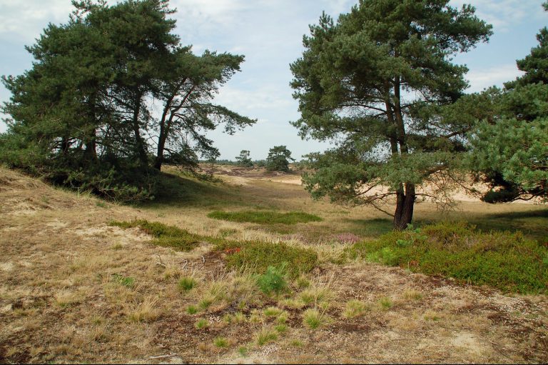 regendouche