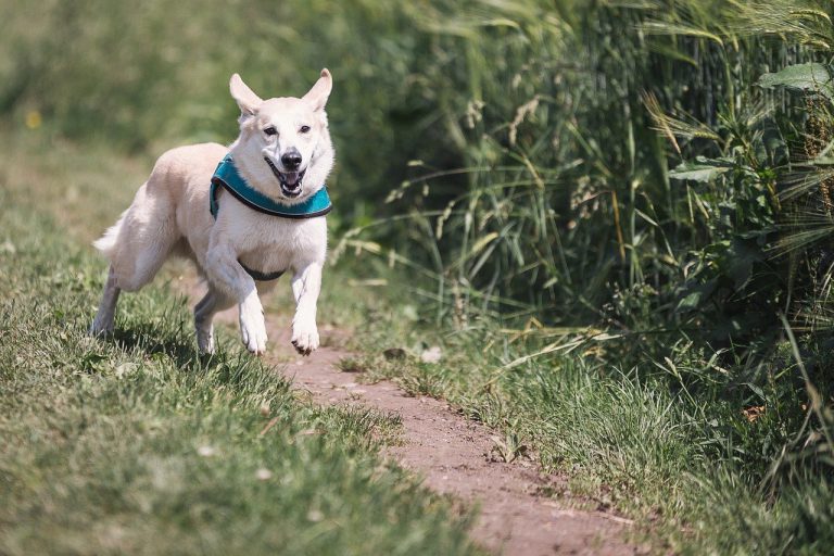 Ineens werd ik gebeten door een hond Ineens werd ik gebeten door een hond
