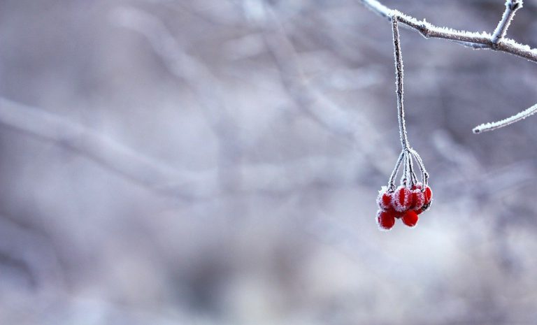 Maak je tuin winterklaar Maak je tuin winterklaar