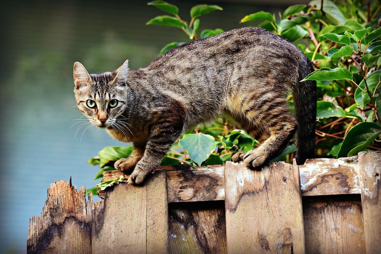 Kunnen dieren ook stress ervaren? Kunnen dieren ook stress ervaren?